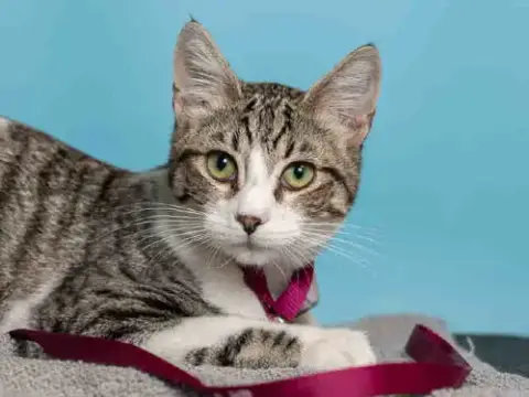 Max