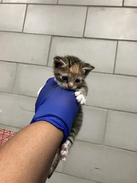 Paprika