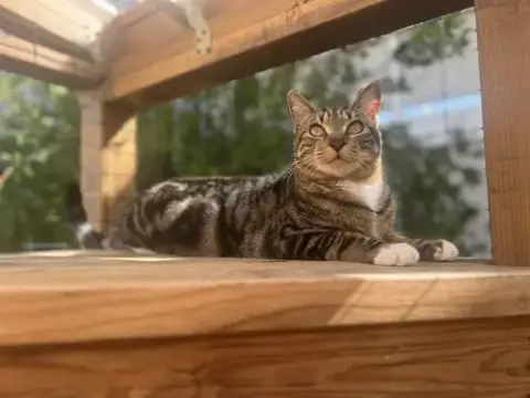 Basil