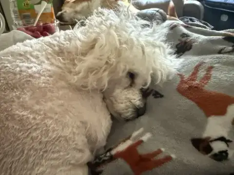 Daisy photo 2