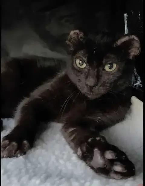 Hoichi The Earless photo 4