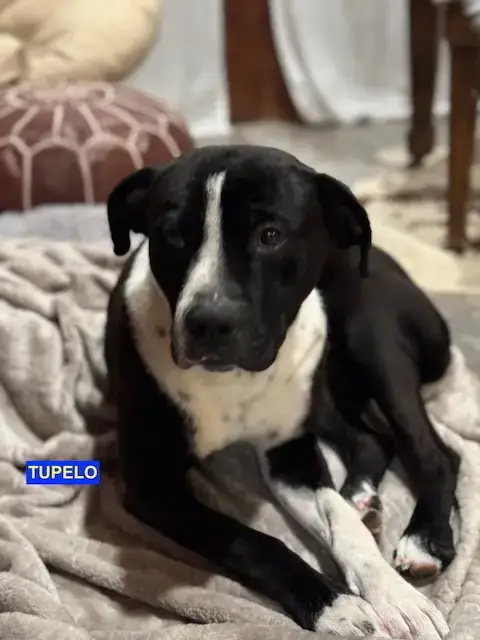 Tupelo
