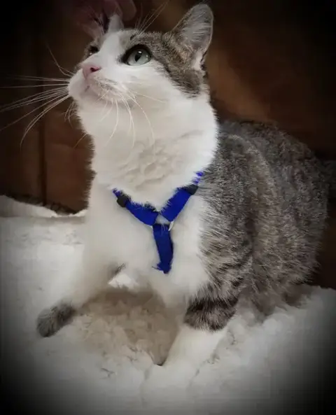 Nani photo 2