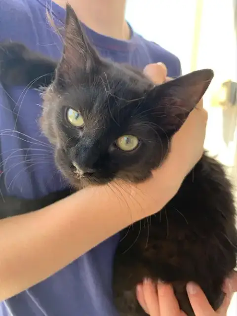 Nala photo 2