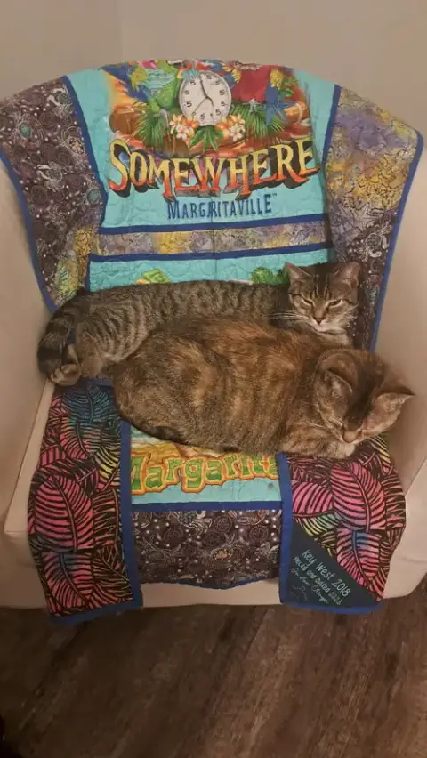 Cat photo 3