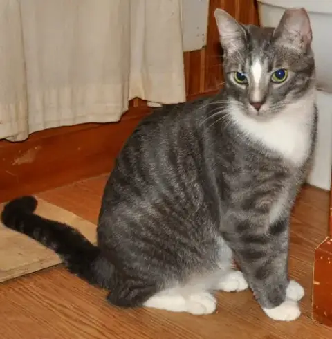 Howie