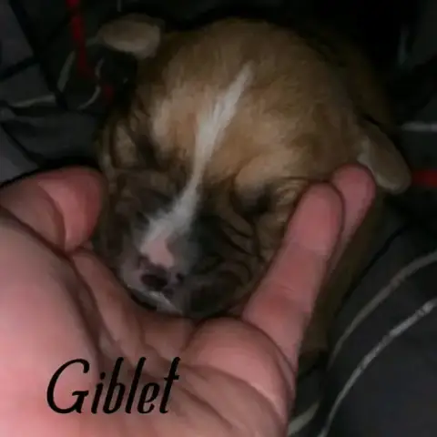Giblet photo 2