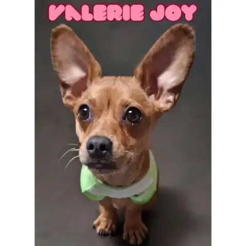 Valerie Joy photo 5