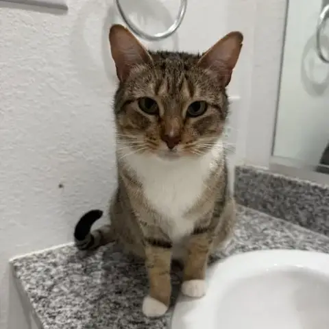 Mittens Ii