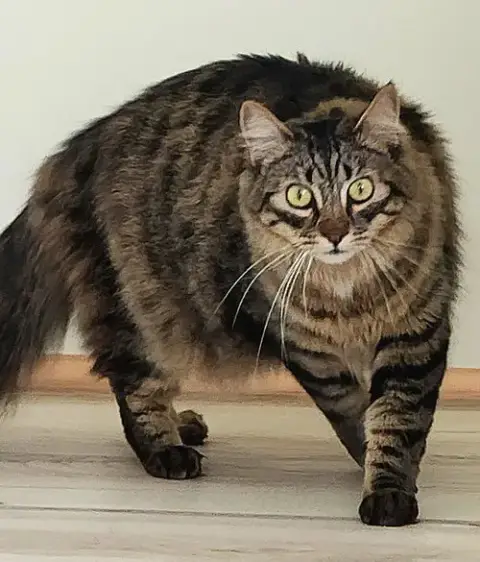 Dalton