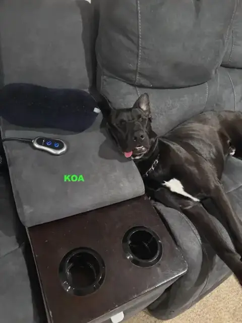 Koa photo 2