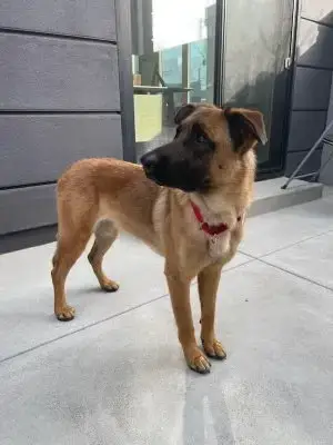 Roxie photo 4