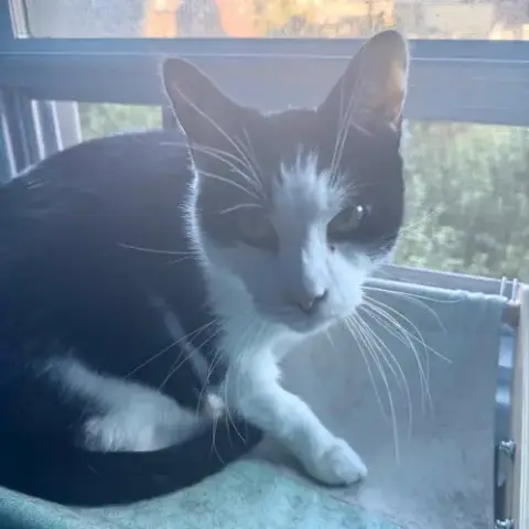 Lil' Sir photo 5