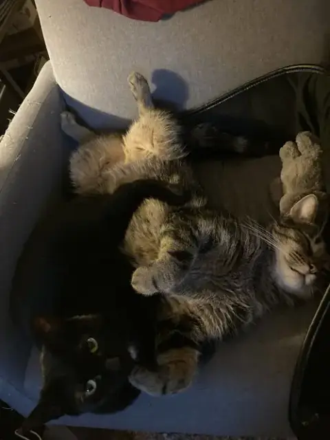 Henry And Onyx photo 2