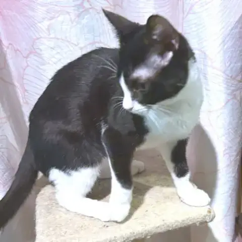 Pepe photo 3
