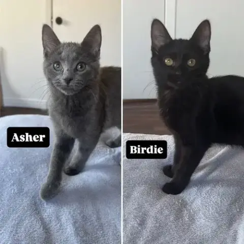 Asher / Birdie