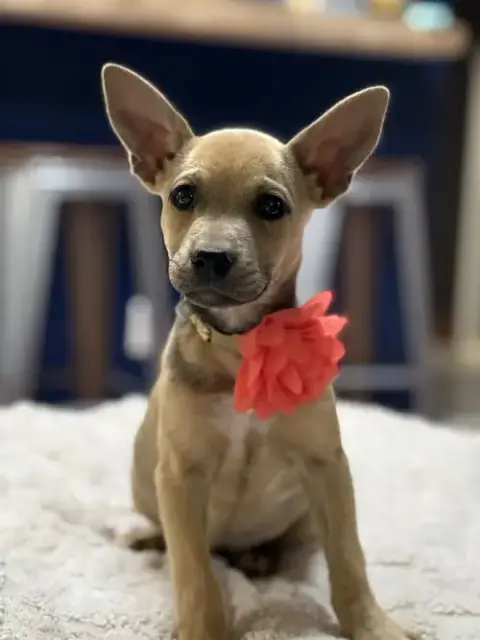 Luna photo 4