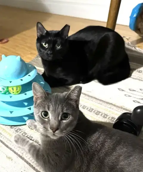 Cosmo And Luna photo 4