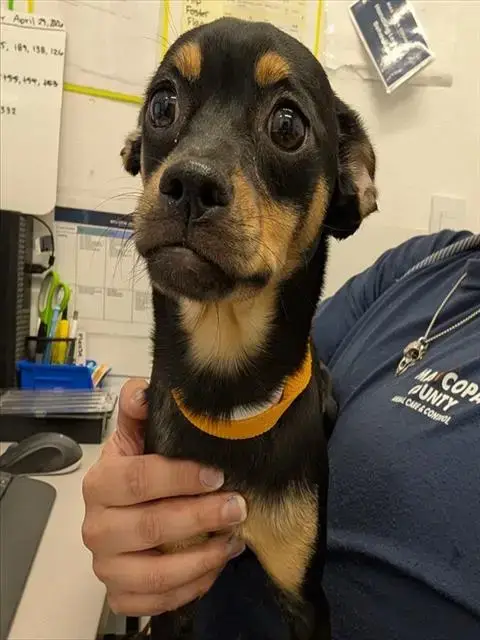 Kaia