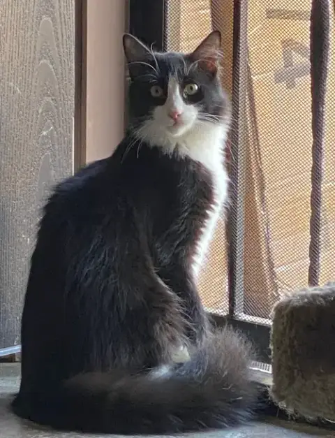 Figaro photo 2
