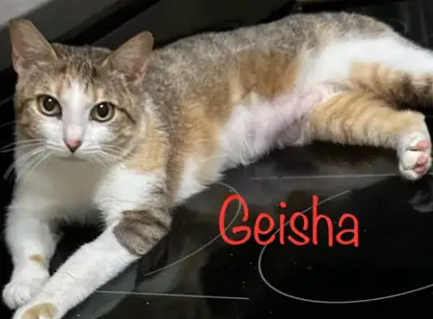 Geisha photo 2