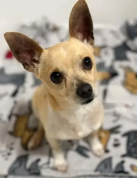 Milo