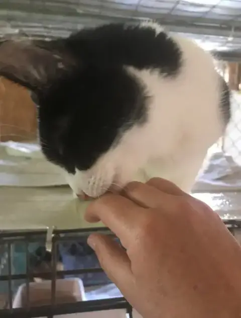 Oreo photo 2