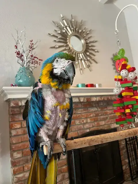 Gizmo photo 3