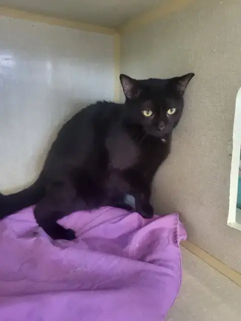 Binx