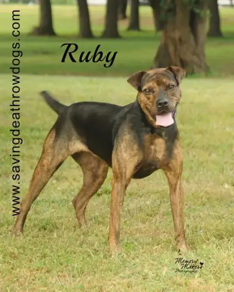 Ruby photo 2
