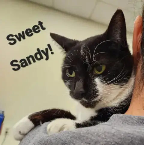 Sandy photo 3