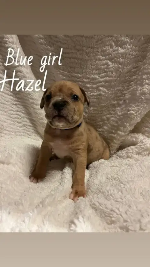 Hazel photo 4