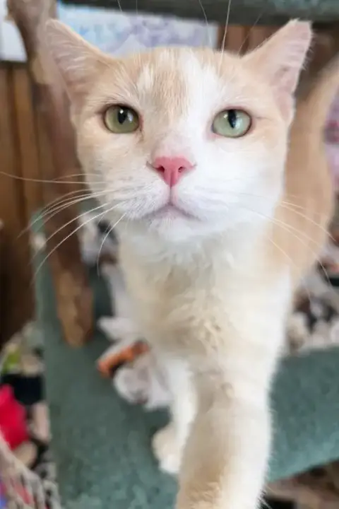 Peaches photo 2