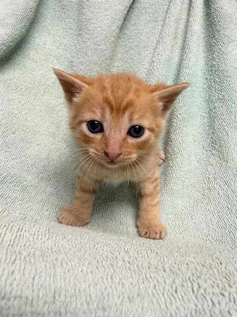 Ziggy