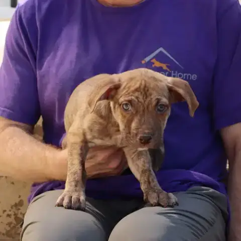 Granny'S Pup Christie