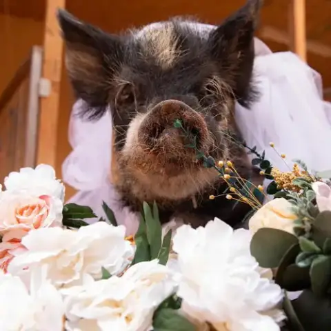 Spotted Petunia photo 4