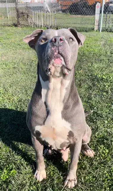 Chubbs