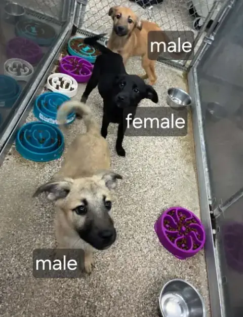 Black Lab Shep.Mix Pups