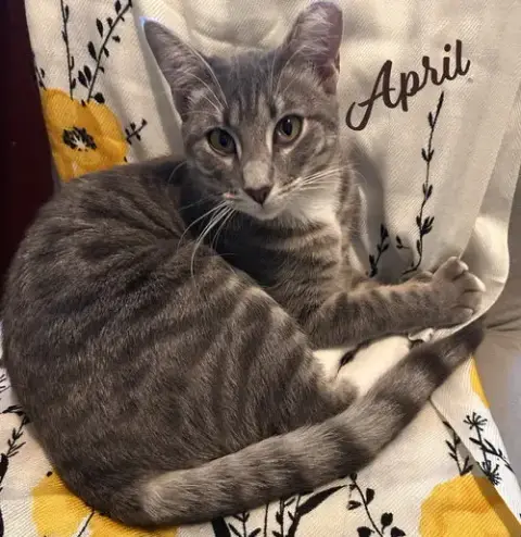 April #Snuggle-Queen