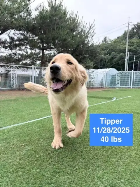 Tipper