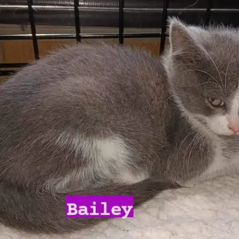 Bailey photo 2