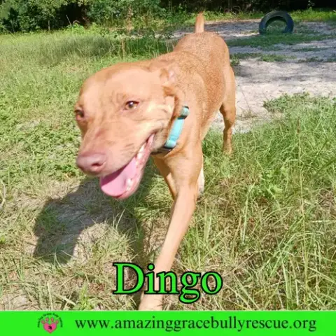 Dingo photo 3