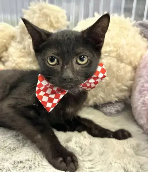 Jiji