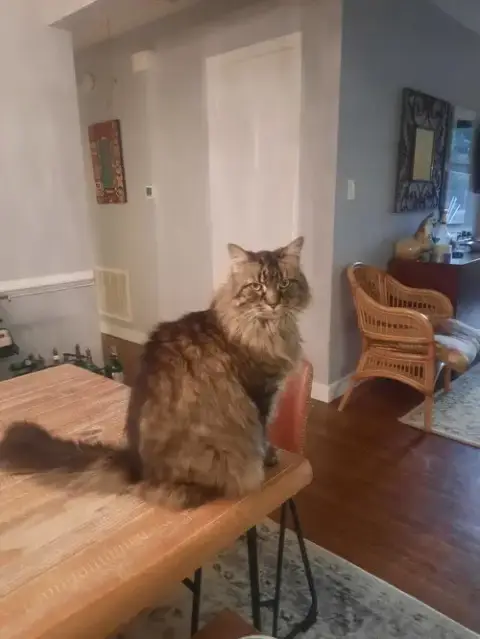Kittyman Courtesy Post photo 3