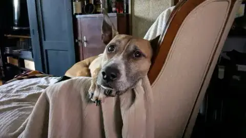 Hunie Urgent Foster Needed photo 3