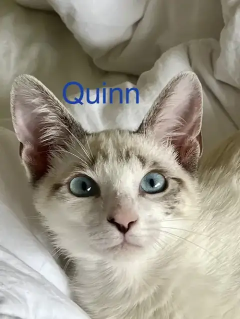 Quinn