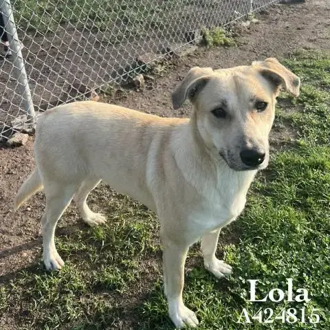 Lola