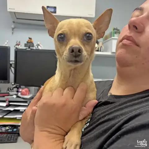 Burrito