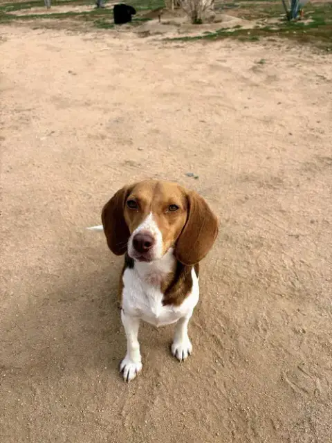Goose-Adopted 3/7/26 photo 3