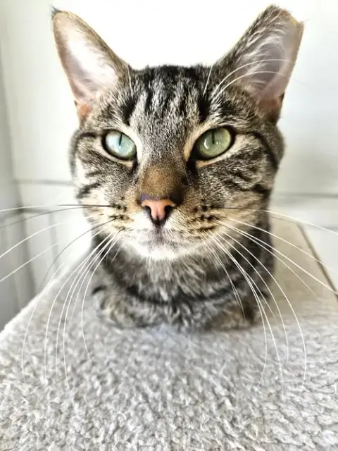 Flynn photo 2